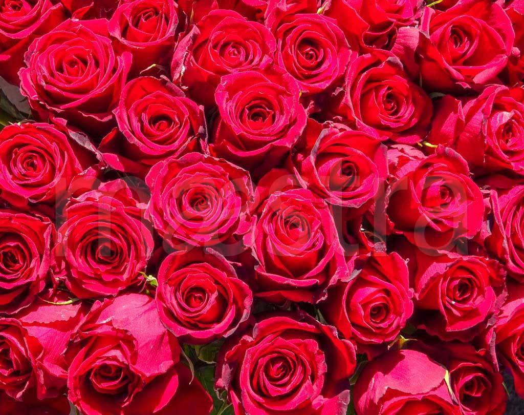 Фотообои Красные розы богатые
