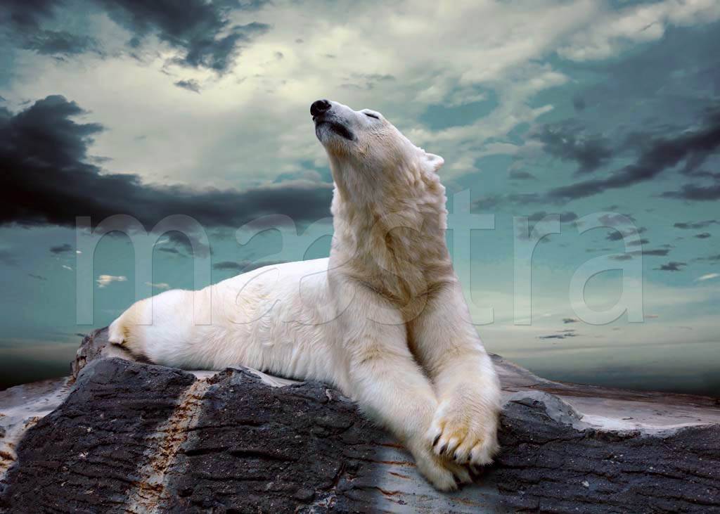 Фотообои Белый медведь